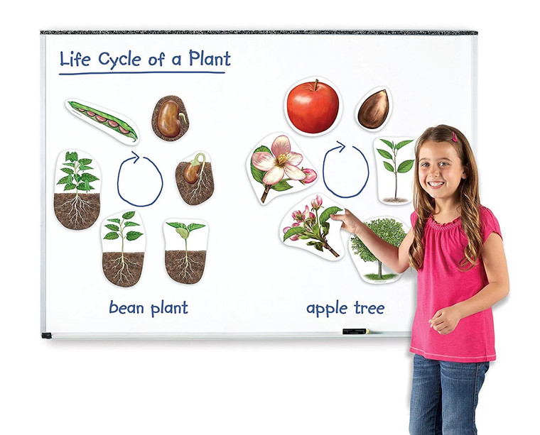 LER6045 Learning Resources Magnetic Plant Life Cycle Demonstration Set