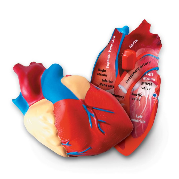 LER1902 Learning Resources Cross-Section Human Heart Display Model