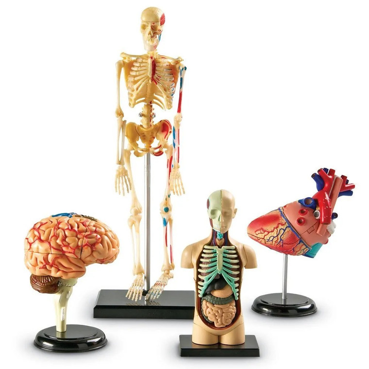 LER3338 Learning Resources Anatomy Display Model Set (Human Skeleton, Brain, Lungs and Body)