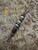 Brown Micarta, White G10, and Copper Liner Bead Lanyard with Copper Skull Chief