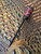 Extended Length Black Steel EDC Spike with Pheasant Wood, Brass Liner, and Red/Gold Web Tru-Stone Handle