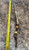 Handmade Gnarly Bark Collection Deer Antler Handle Spike with Yellow Jade and Copper Skull Chief EDC Bead Lanyard Handmade Gnarly Bark Collection Deer Antler Handle Spike with Yellow Jade and Copper Skull Chief EDC Bead Lanyard