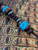 Brown Rope Leather Knife Lanyard with Handmade Ironwood and Black Web Turquoise Tru-Stone Split Beads Accented by Hematite Spacers Brown Rope Leather Knife Lanyard with Handmade Ironwood and Black Web Turquoise Tru-Stone Split Beads Accented by Hematite Spacers