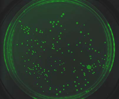 colonydoc-it-gfp-colonies.jpg