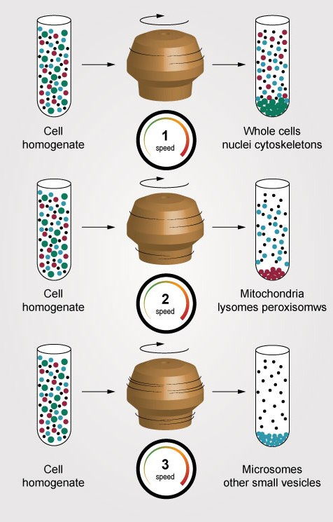 repeat-at-higher-g-3-speed-centrifuges.jpg