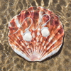 Freshwater pearl dangling earrings in .925 sterling silver displayed in shell on sand — Crabby Mermaid
