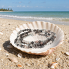 Stone Wrap Ocean Agate coiled in a seashell on a white sand Florida Gulf Coast beach — Crabby Mermaid