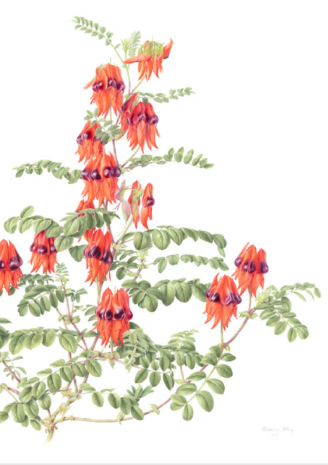 Sturt's Desert Pea Greeting Card