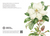Magnolia Greeting Card