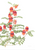 Sturt's Desert Pea Greeting Card