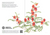 Sturt's Desert Pea Greeting Card