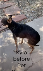 Kylo Pet Therapy Serum