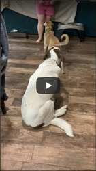 Before and After Pet Therapy Serum