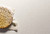 6600_Nougat _6600_Nougat_Cu_Landscape