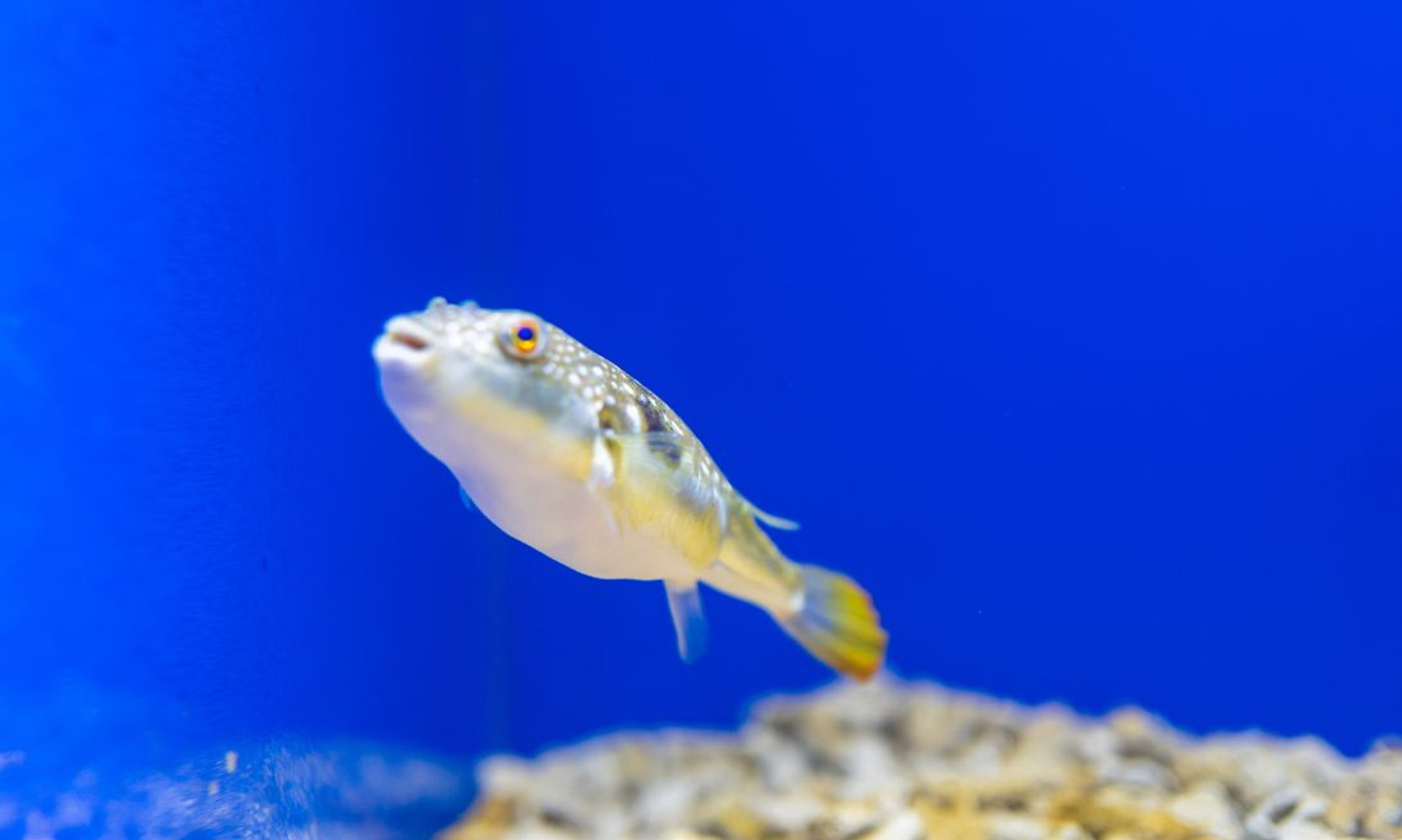 Fishy Facts: Why Oxygen Is Crucial to Aquaculture thumbnail image