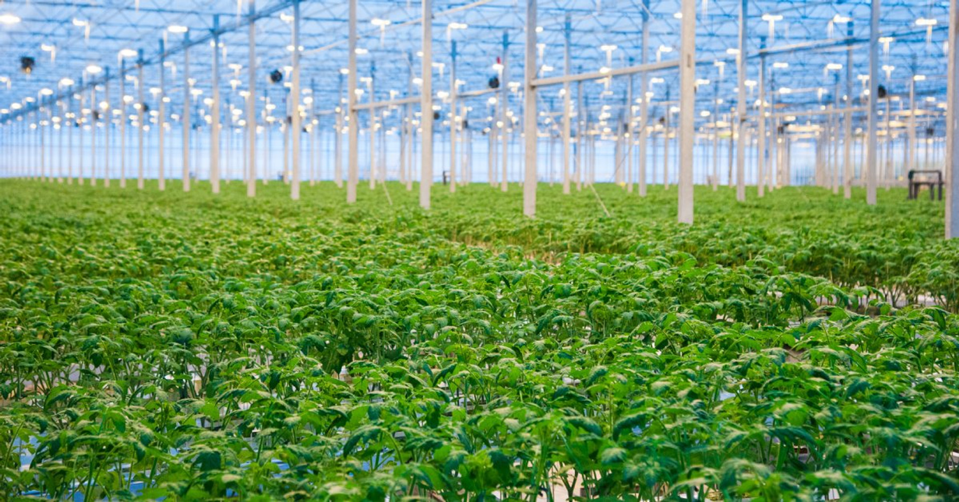 How Specialty Gases Can Be Used for Indoor Agriculture thumbnail image