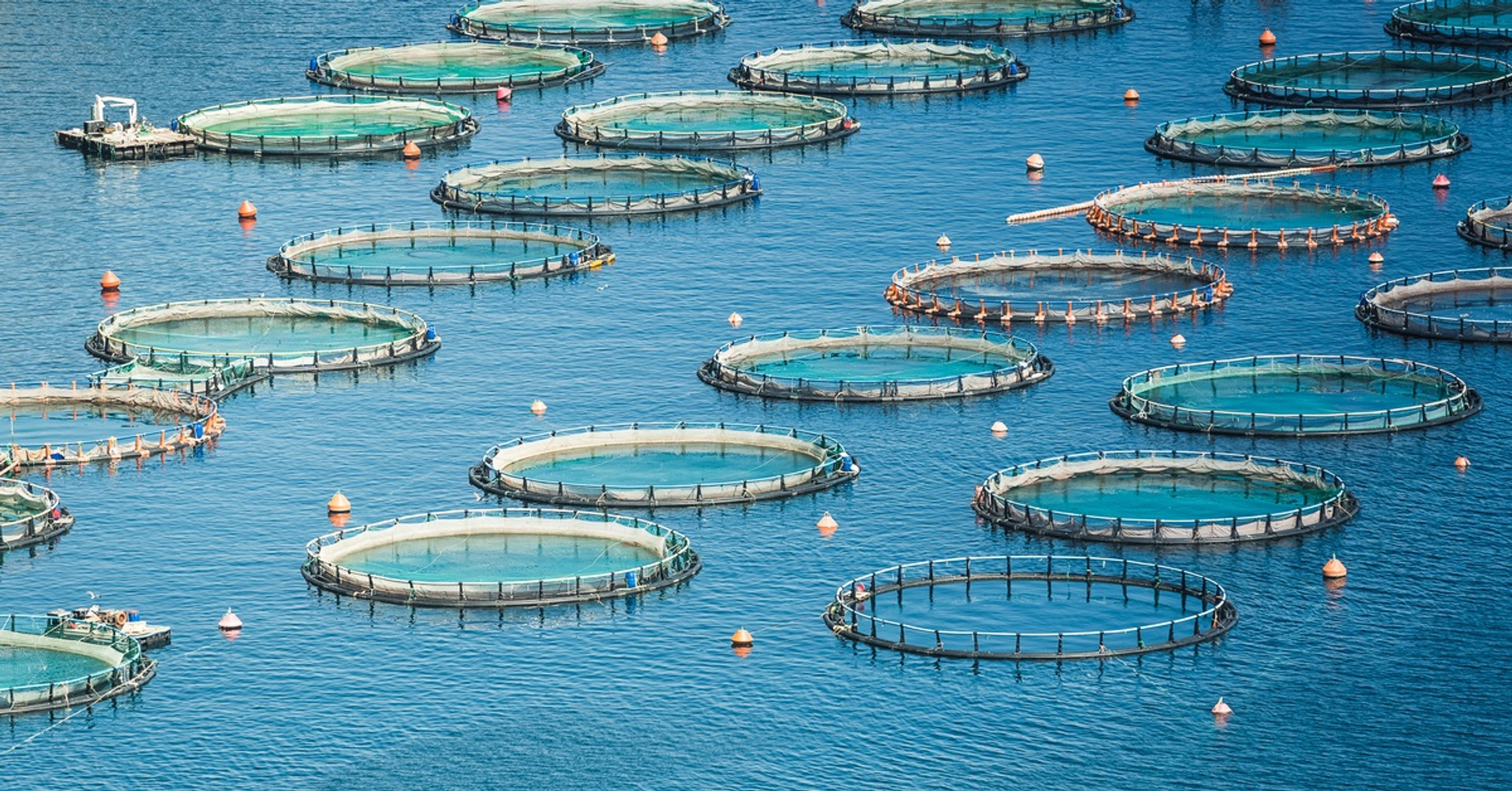 4 Specialty Gases Used in Aquaculture Farming thumbnail image