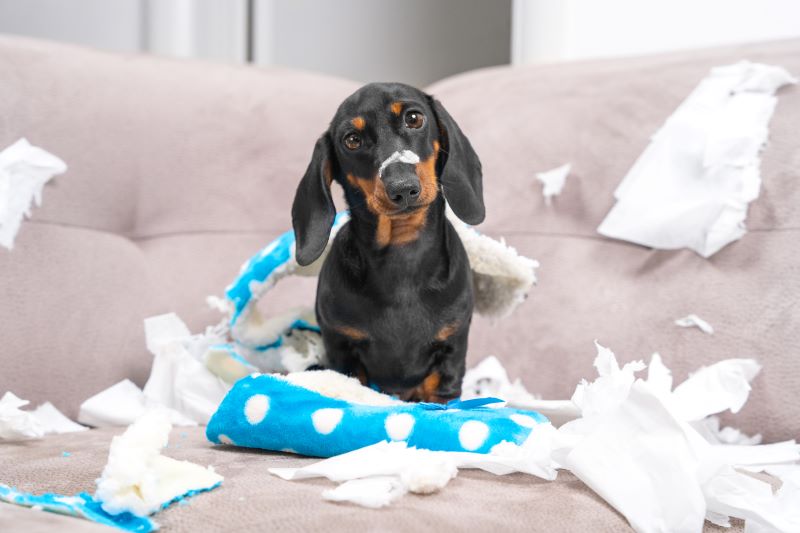 How CBD Oil Can Help Your Dog with Separation Anxiety
