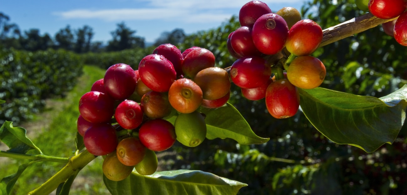 kona coffee beans