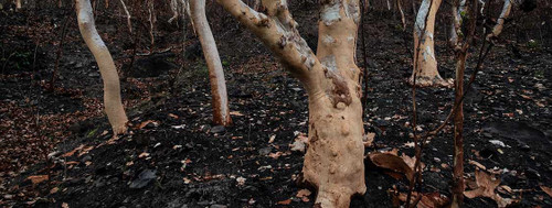 How to prepare your property for a bushfire