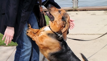 Stop the Jumping Jack: How to Tame Your Dog’s Over-the-Top Greetings Stop the Jumping Jack: How to Tame Your Dog’s Over-the-Top Greetings