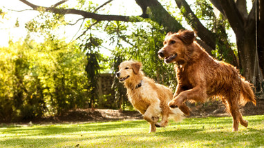 What Is The Strongest Dog Leash Made? What Is The Strongest Dog Leash Made?