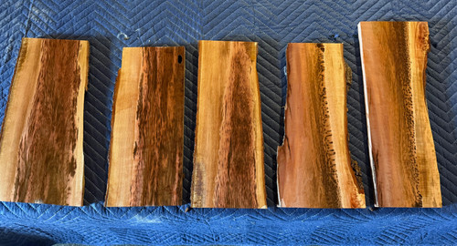 Tiger Myrtle get them before they're extinct ! 5 pieces  total of $ 310 SOLD Tiger Myrtle get them before they're extinct ! 5 pieces  total of $ 310 SOLD