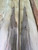 Blackheart Sassafras Veneer long lengths $ 55 ea