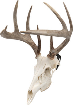 ALLEN EZ MOUNT SKULL PEG - 3-PACK DEER/ANTELOPE
