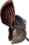 FLEXTONE THUNDER CREEPER - STRUTTER DECOY W/ FOLDING FAN