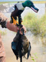 MOJO ELITE SERIES SPOONZILLA - MALLARD DRAKE DECOY