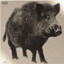 INFRARED-ID RBOARL1     THERM BOAR TARGT