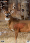 B/C TARGET PREGAME 16.5"X24" - WHITETAIL DEER TARGET 3-TARGTS