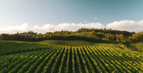 The Winemaker in the Soil