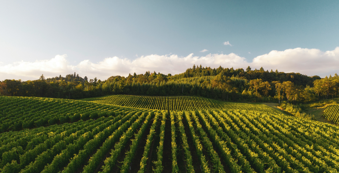 The Winemaker in the Soil