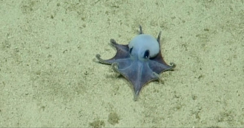 A Blue-Ringed Surprise: The Ocean Marvel Shocking Marine Biologists