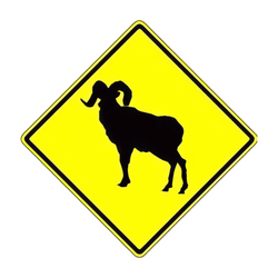 W11-18 Bighorn Sheep