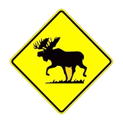 W11-21 Moose