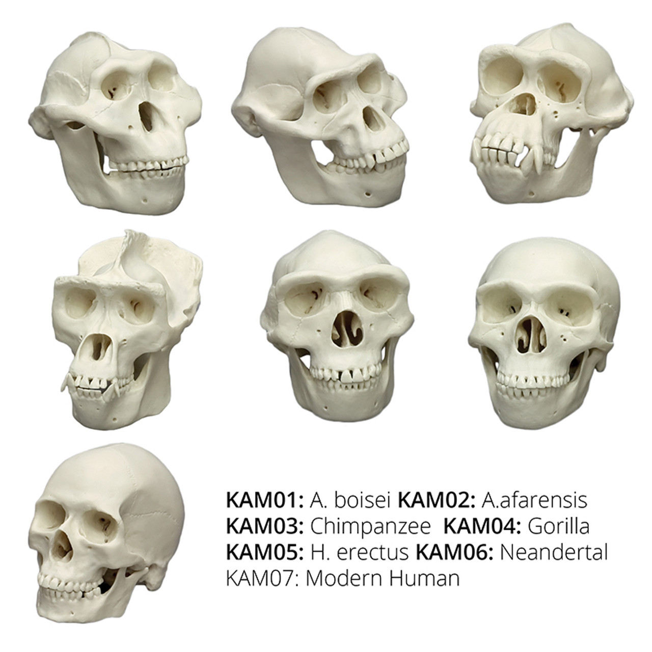 Hominid Skull Comparison Chart