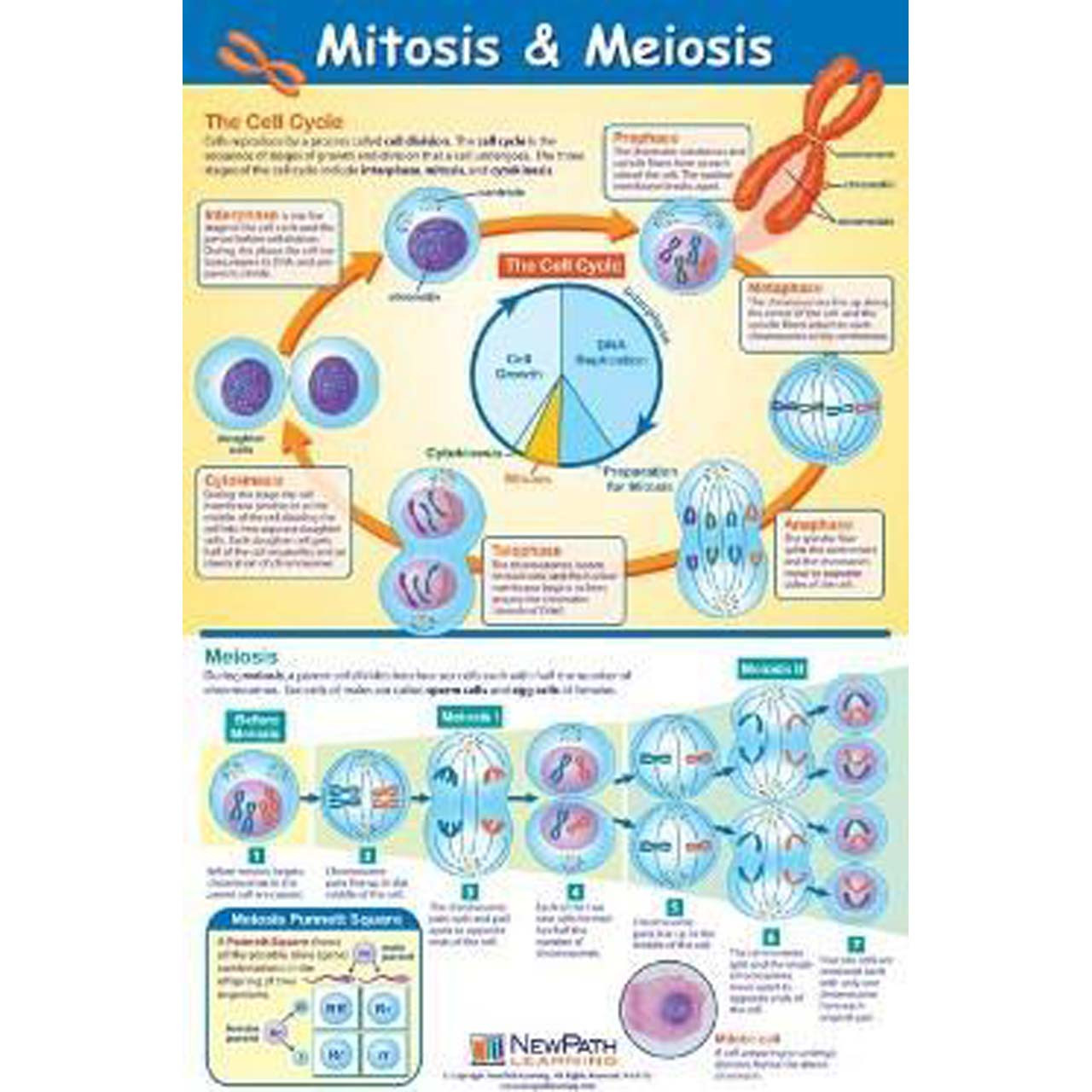 Mitosis And Meiosis Chart