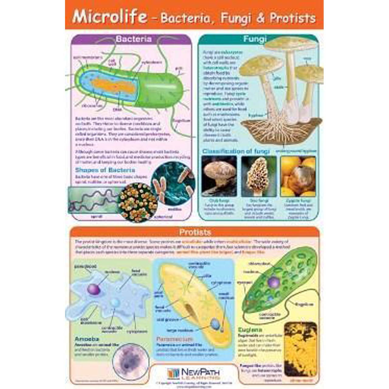 Microlife Bacteria Fungi And Protists Chart Southern Biological