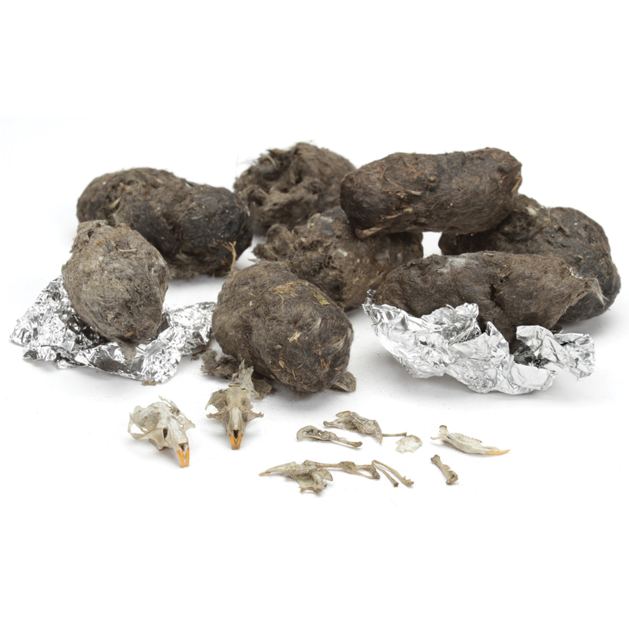 An Owl Pellet Investigation – Resources – K-12 Education