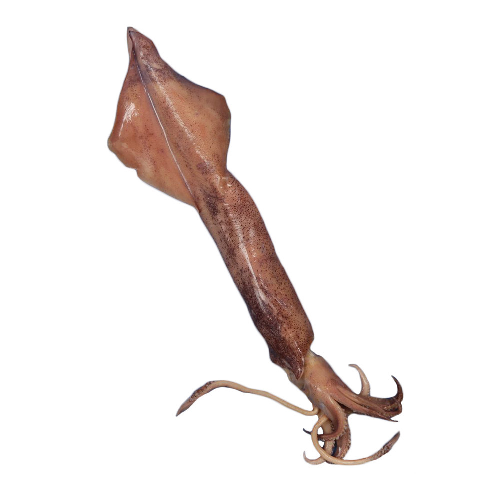 Squid (Loligo Pealei or Ommastrephes Illecebrosa), Double Injected ...