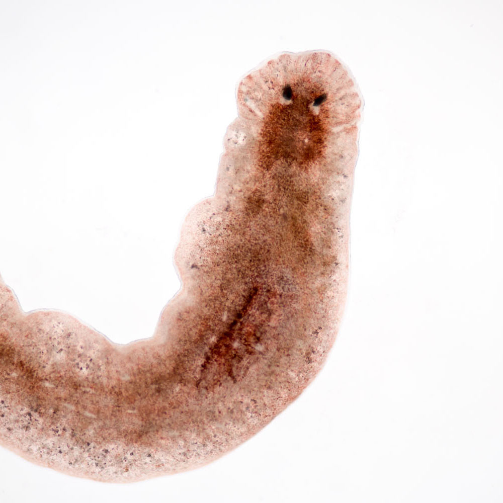 Planaria Live Southern Biological