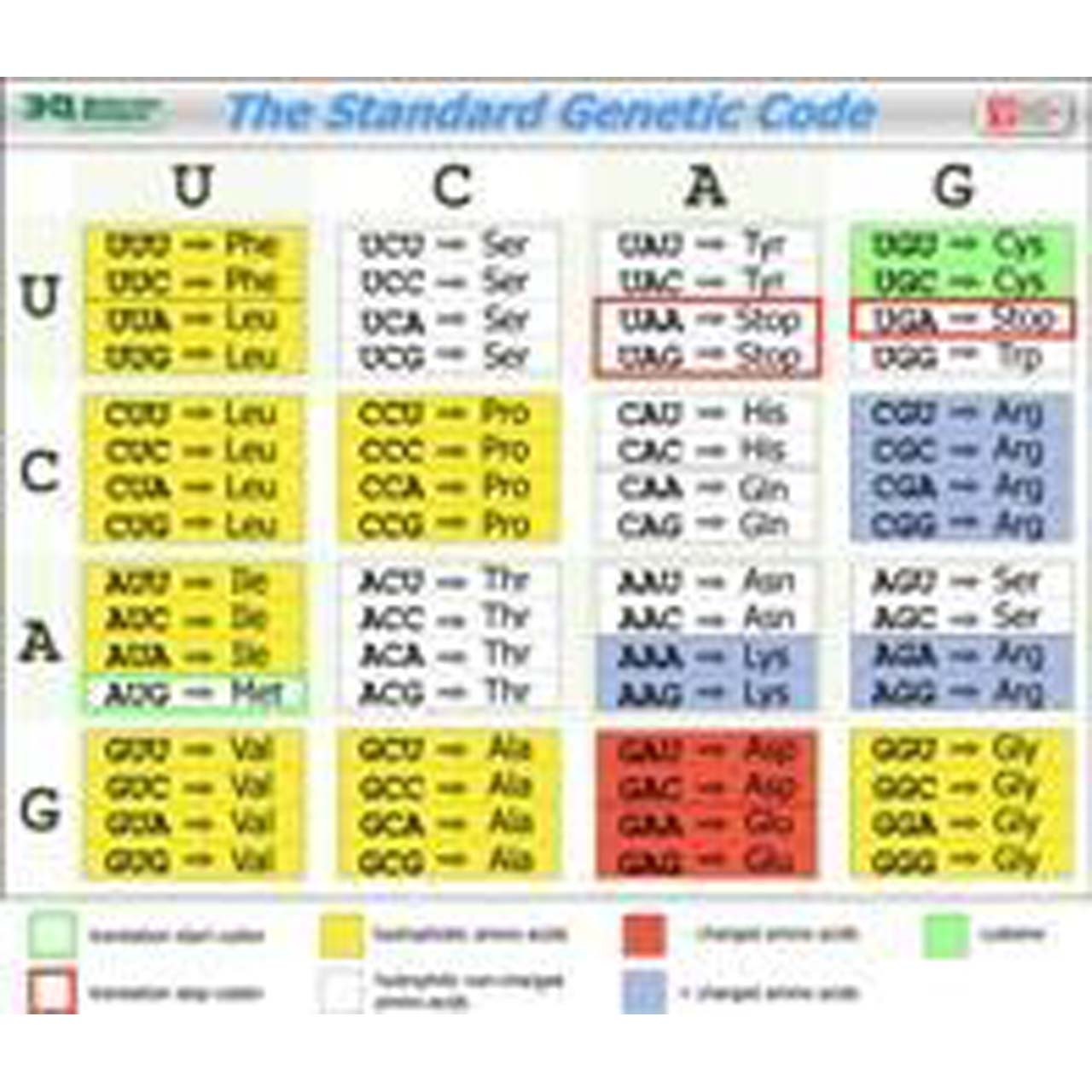 Mrna Genetic Code Chart
