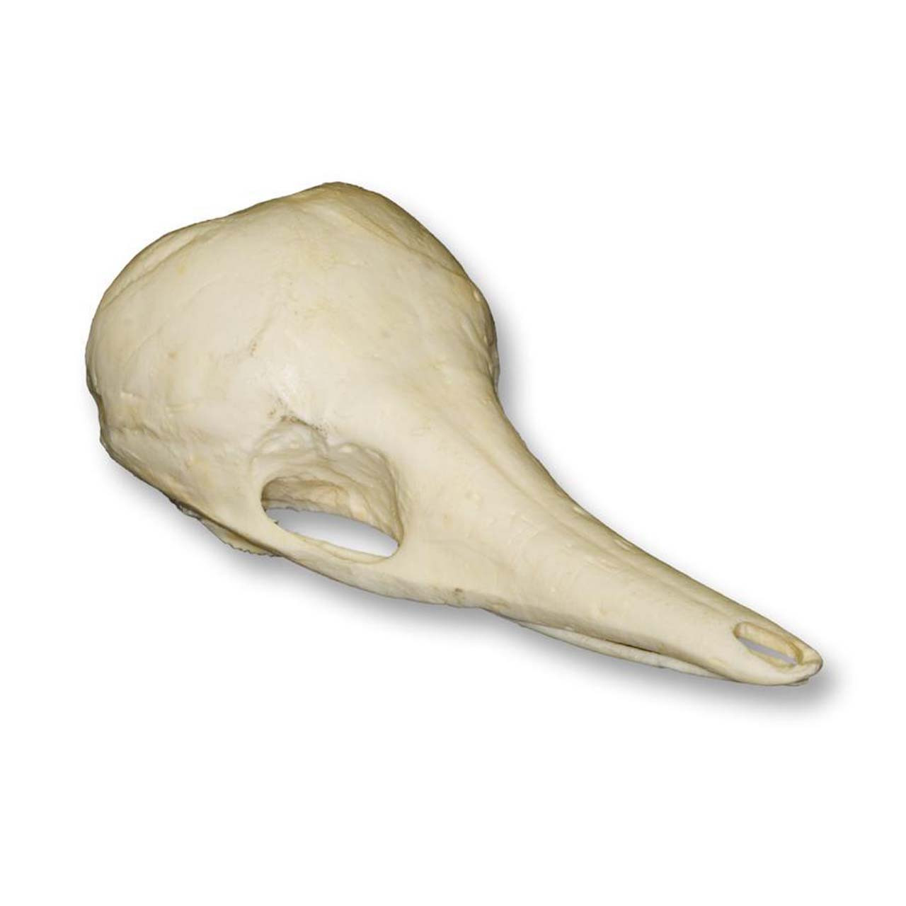 High Quality Echidna Skull | Best Anatomy Models