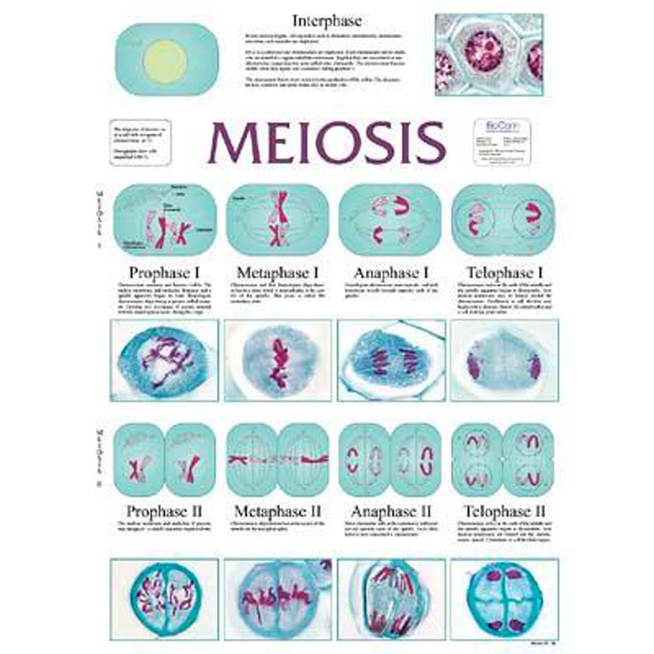 Mitosis And Meiosis Chart