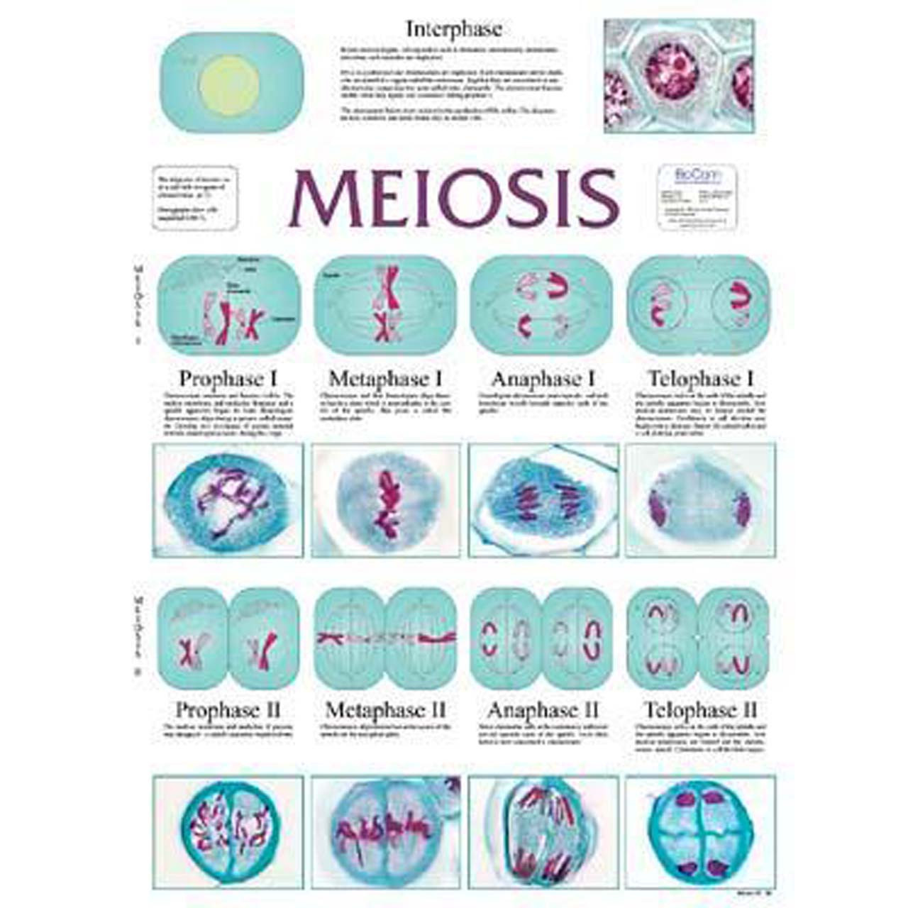 meiosis chart