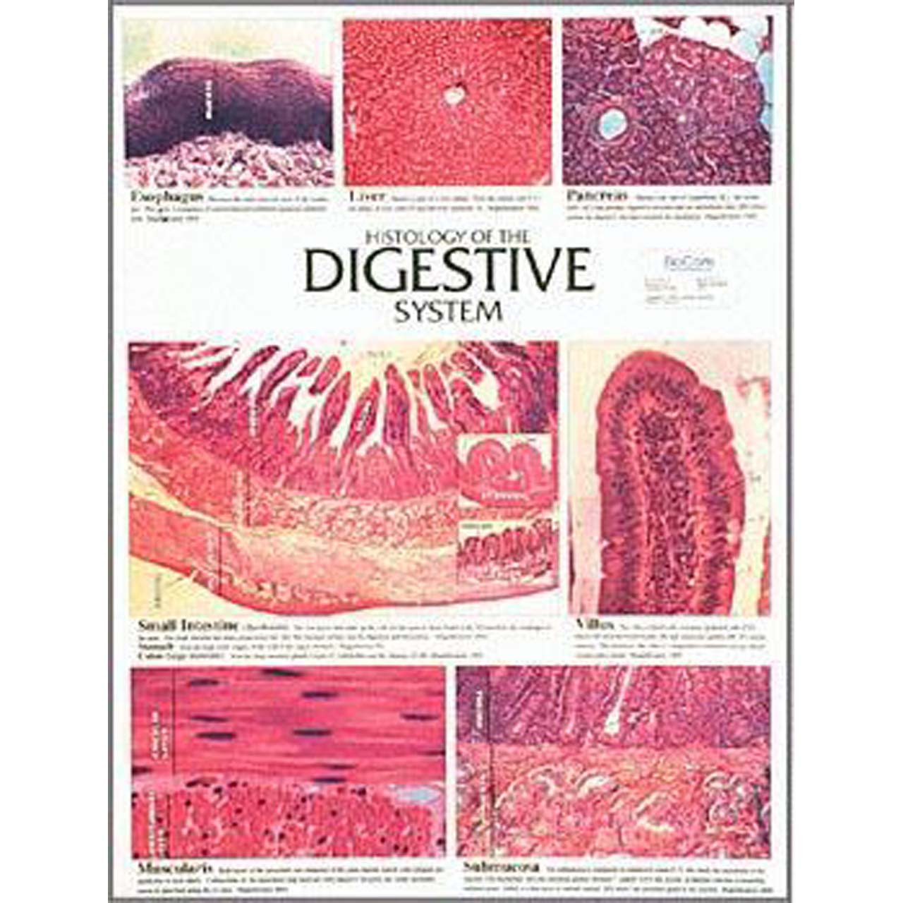 Histology Chart