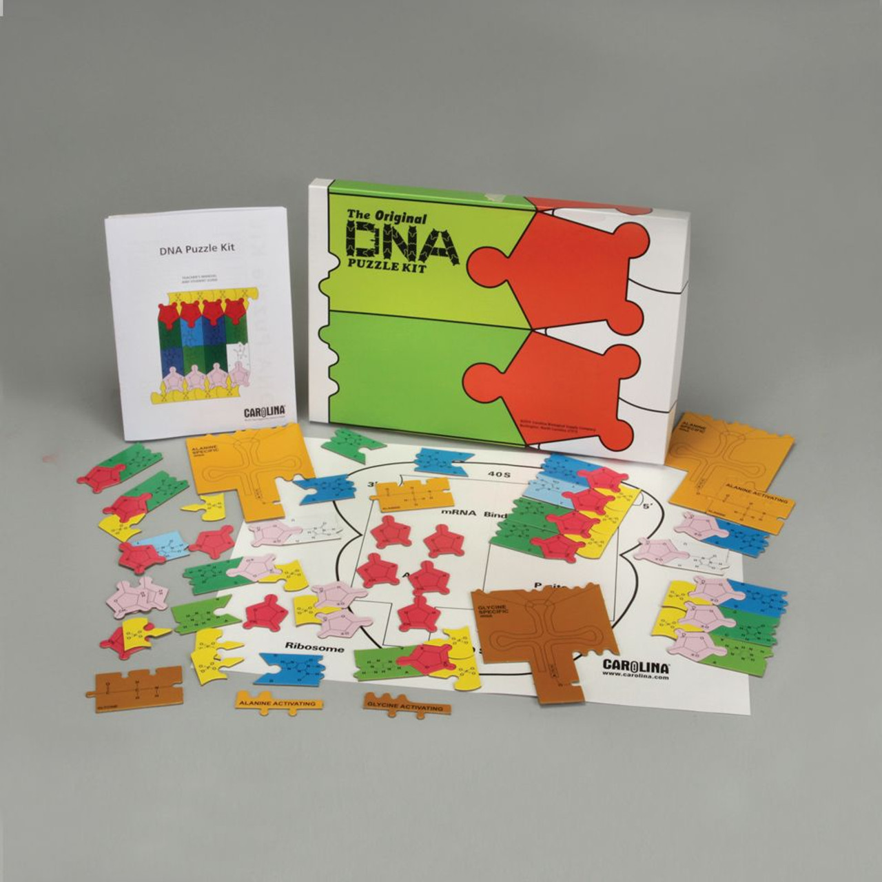 DNA Puzzle Kit - Southern Biological